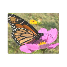 Borboleta Selden 2925