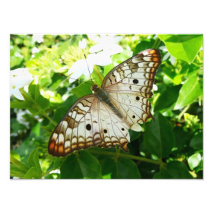 Borboleta sobre Fotografia da Natureza Tropical de