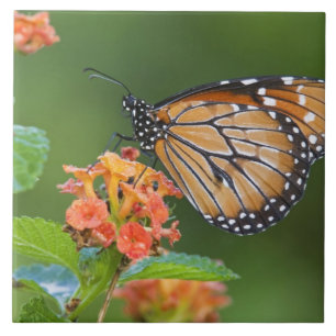 Borboleta soldado (Danaus eresimus) se alimentando