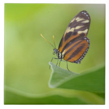 borboleta Tiger Longwing