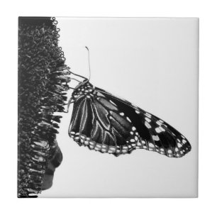 borboleta tímida preta