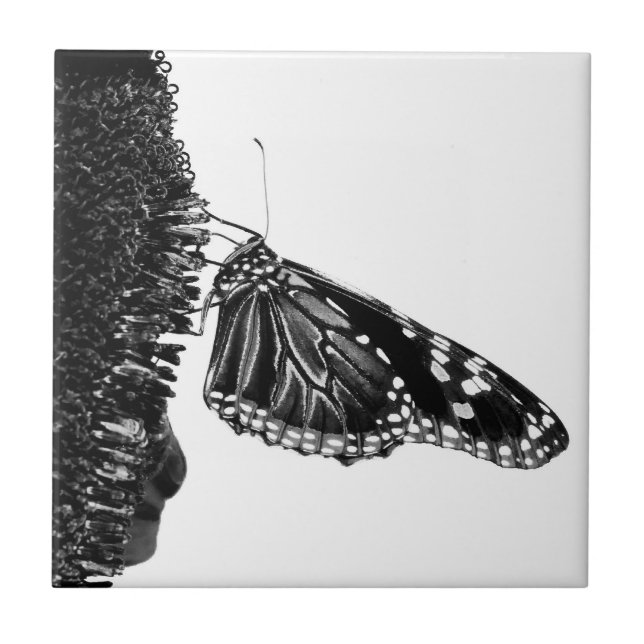 borboleta tímida preta (Frente)