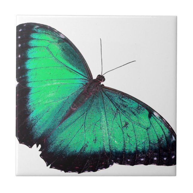Borboleta verde (Frente)