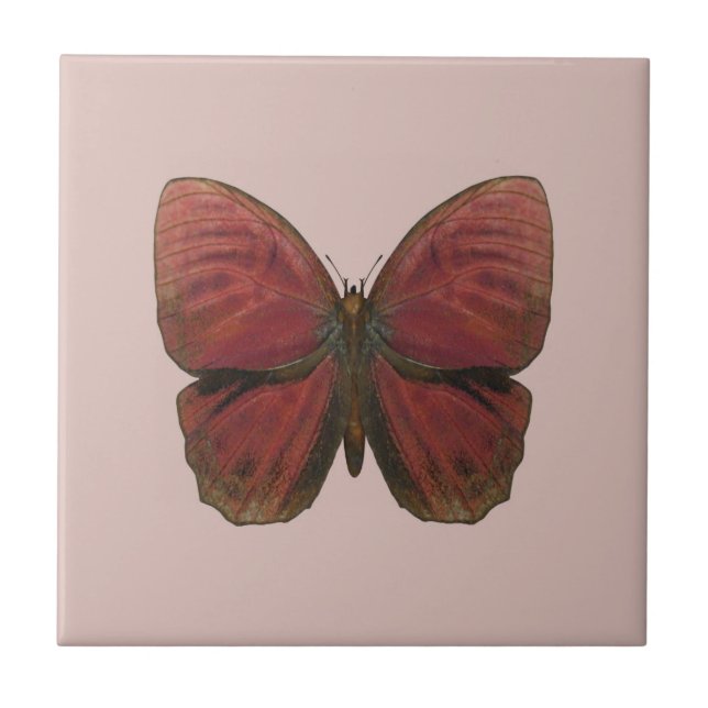 Borboleta Vermelha (Frente)