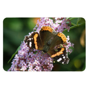 Borboleta Vermelha e ímã Buddleia Flexi