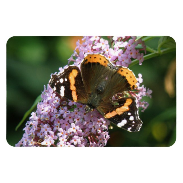 Borboleta Vermelha e ímã Buddleia Flexi (Horizontal)
