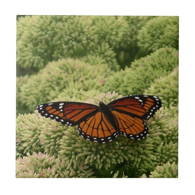 Borboleta Viceroy Fotografia da Natureza Bonita (Frente)