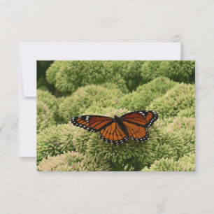 Borboleta Viceroy Fotografia da Natureza Bonita