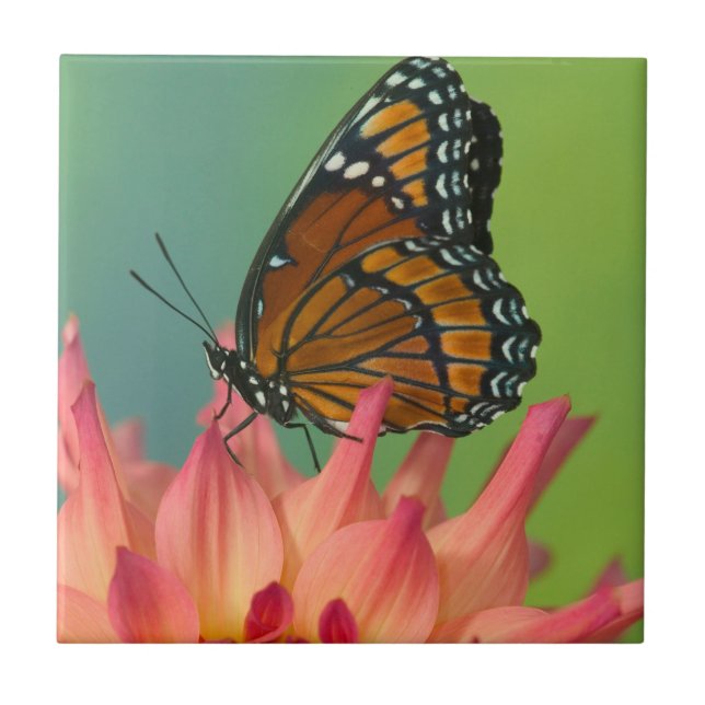 Borboleta Viceroy na Zinnia (Frente)