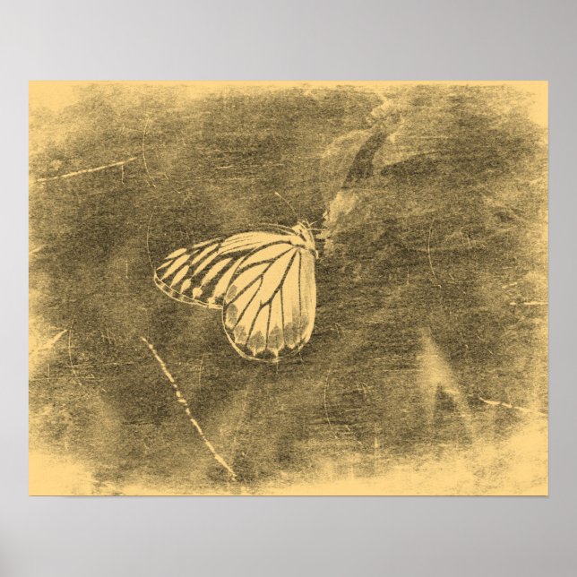 Borboleta Vintage em Posters #2 (Frente)