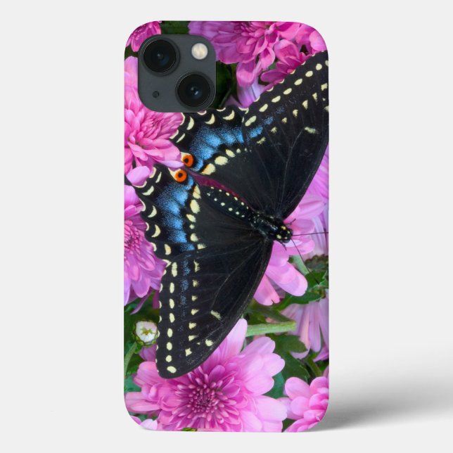 Borboleta Xadrez de Baltimore (Verso)