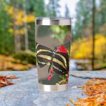 Borboleta Zebra Longwing na Floresta
