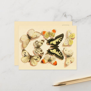 Borboletas 3 Cartão Postal de Desenho Vintage