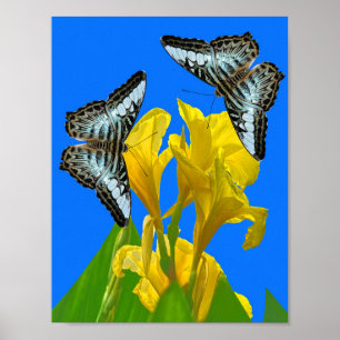 Borboletas azuis da Malásia na Canna Poster