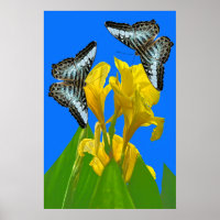 Borboletas azuis da Malásia na Canna Poster