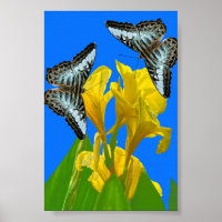 Borboletas azuis da Malásia na Canna Poster