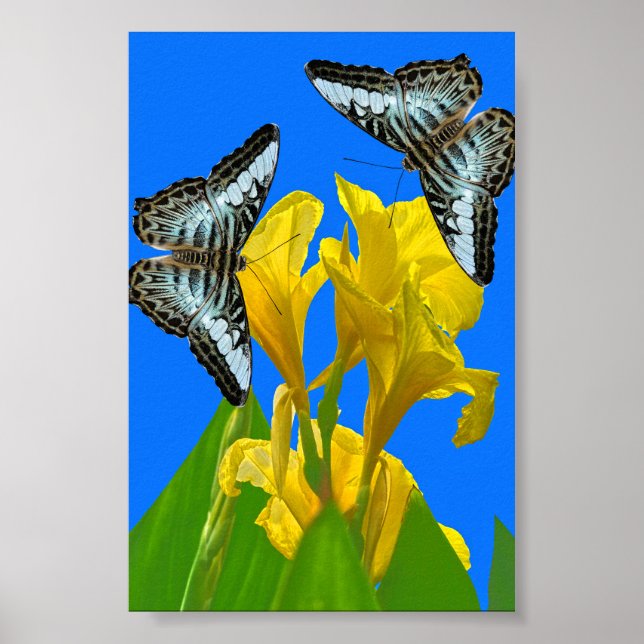 Borboletas azuis da Malásia na Canna Poster (Frente)