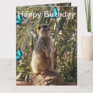 Borboletas Azuis Meerkat, Cartão de Aniversário 