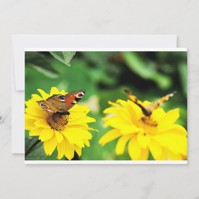 Borboletas de Peacock - Convite (Frente)