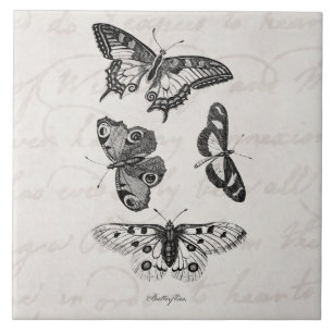 Borboletas dos 1800s da ilustração da borboleta