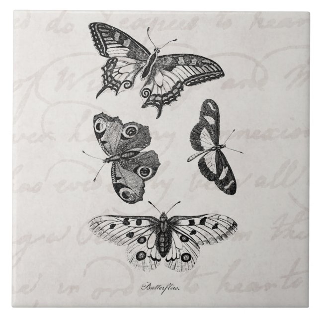 Borboletas dos 1800s da ilustração da borboleta do (Frente)