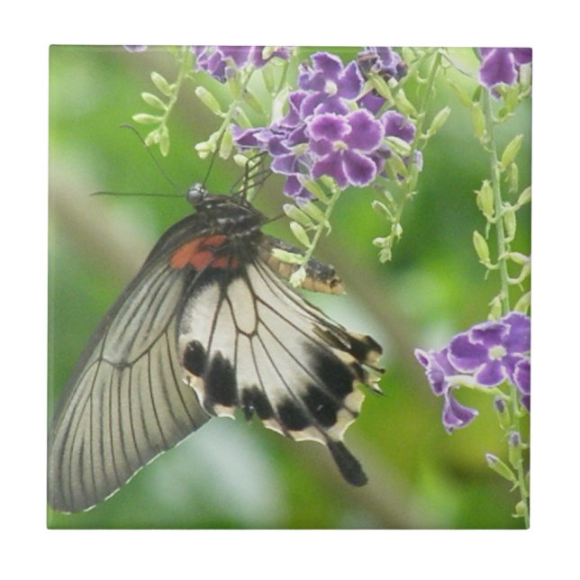 Borboletas e azulejo das flores (Frente)
