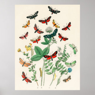 Borboletas e Flores Poster de Muro de Vintagem
