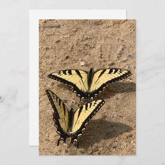 Borboletas no Cartão de Férias Plana de Praia (Frente/Verso)