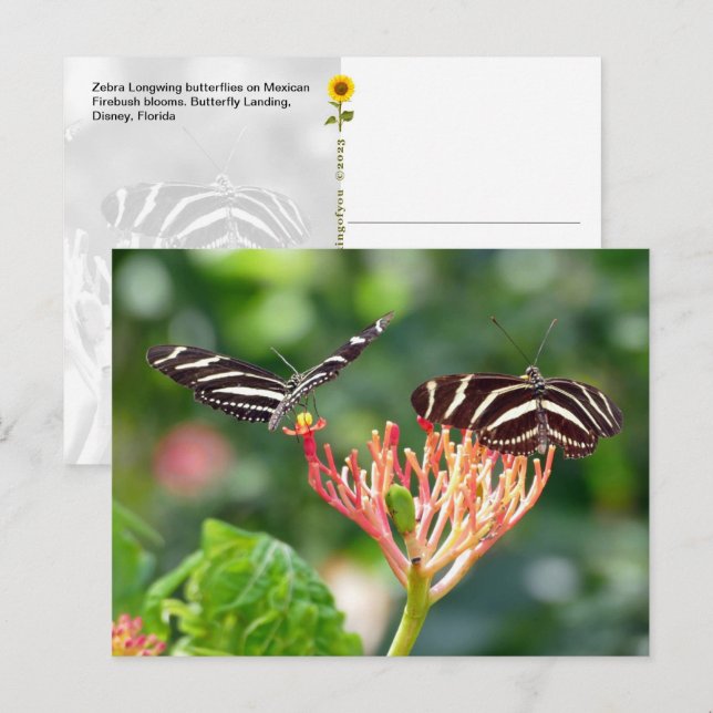 Borboletas Zebra Longwing, FL – cartão postal (Frente/Verso)