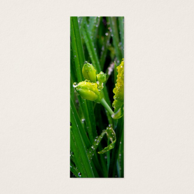 borbulhas verdes de primavera com gotas de chuva. (Frente)