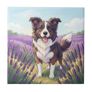 Borda Collie Feliz Campo de Lavanda
