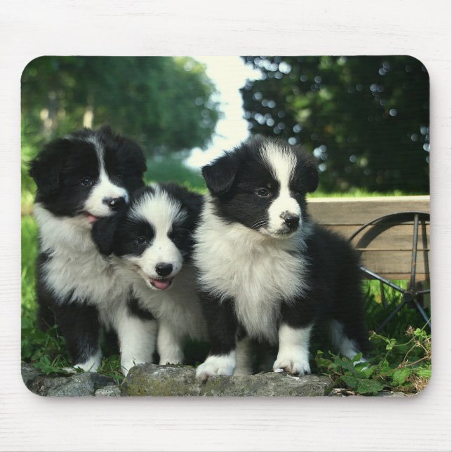 Borda Collie Puppy Dog Mousepad (Frente)
