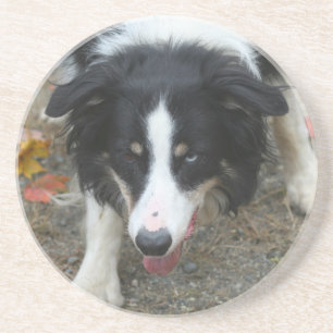 Borda Collie Stare Dog Porta copos