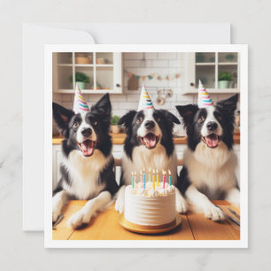 Borda Collies, Cartão de aniversário de Cachorro,