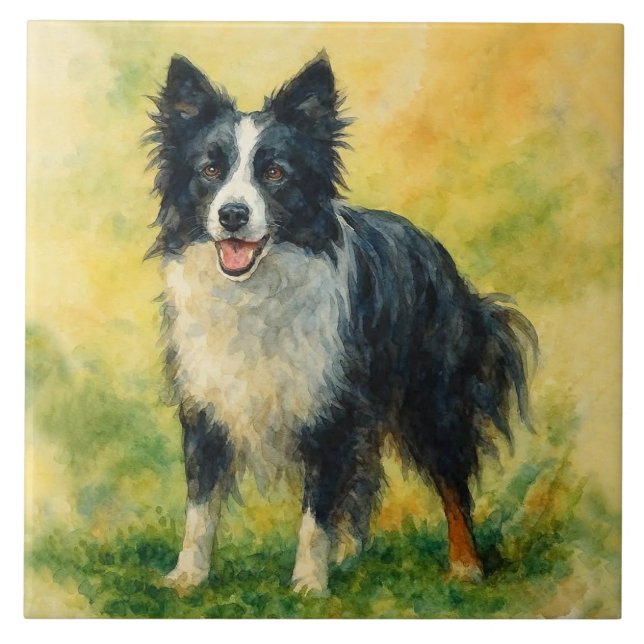Border Collie (Frente)