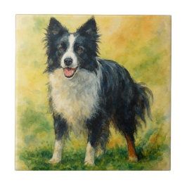 Border Collie