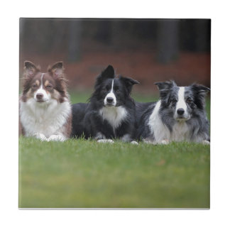 border collie