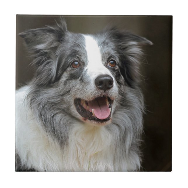 Border collie (Frente)
