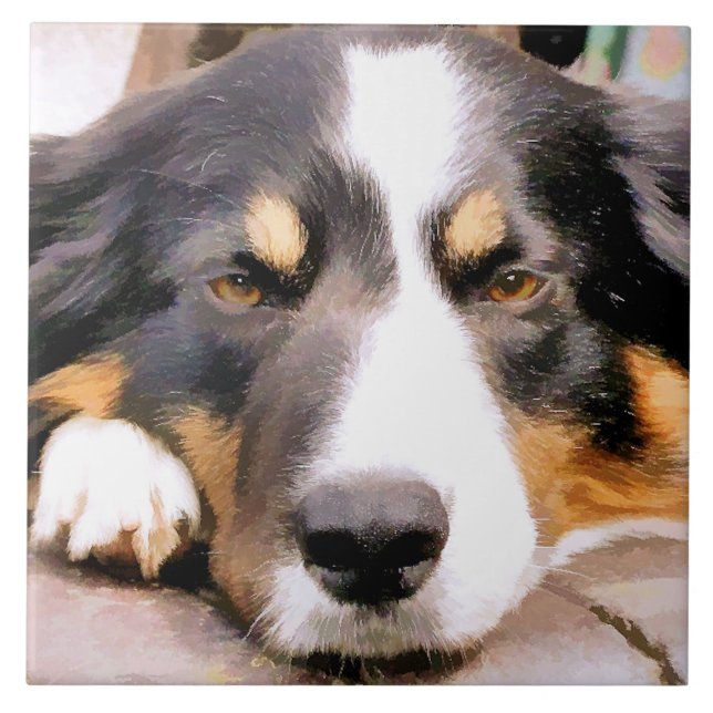 BORDER COLLIE (Frente)