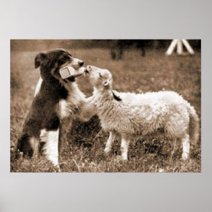 "Border Collie and Lamb"~Border Collie Poster
