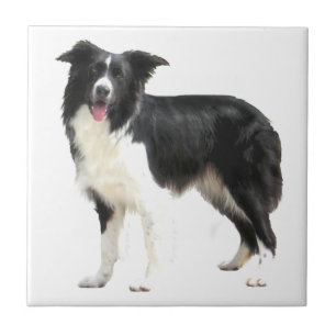 Border Collie (em pé)