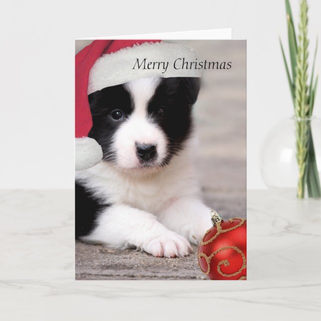 Border Collie - Feliz cartão de Natal (Frente)