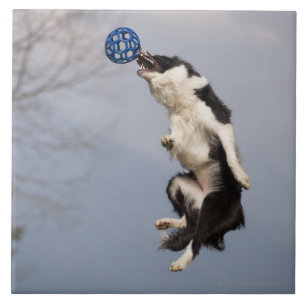 Border collie imediatamente antes de travar a