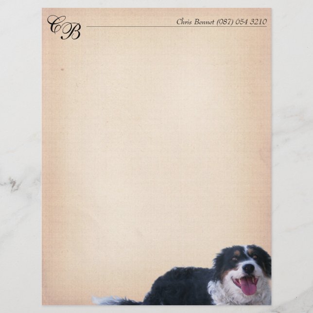 Border Collie Mix (Frente)