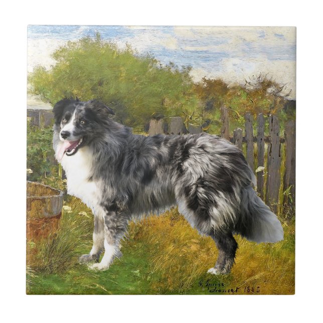 Border Collie na Fazenda (Frente)
