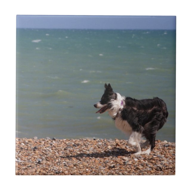 Border collie na praia (Frente)