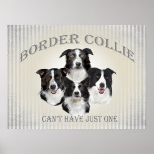 Border collie não pode ter apenas um poster