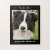 Border Collie na Exposição - Quebra-Cabeça - Geniol