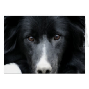 Border collie preto enfrenta o cartão do cão