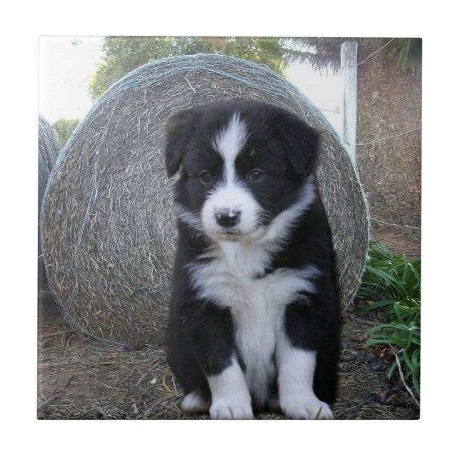 Border Collie Puppy Fazenda Life, (Frente)